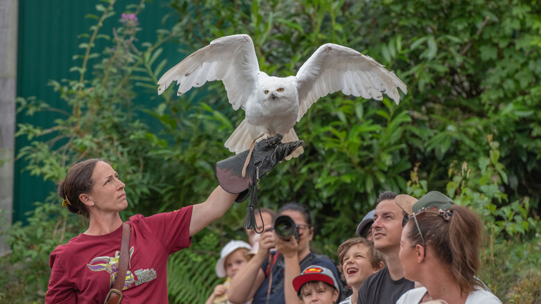 Falknerin Kerstin mit der Schneeeule | © Tintimax-Photography
