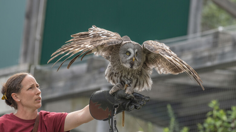 Falknerin Kerstin mit dem Bartkauz bei der Greifvogel-Flugschau | © Tintimax-Photography