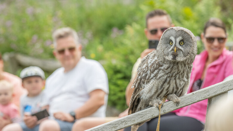 Bartkauz | © Tintimax-Photography