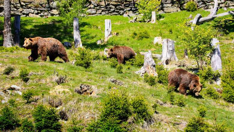 Zwischenstopp bei der Bärenfütterung um 10:30 Uhr