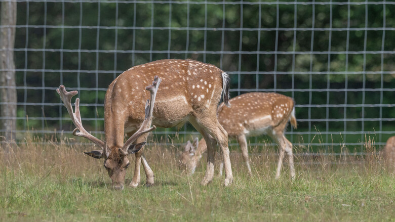 Damwild beim Grasen | © Tintimax-Photography
