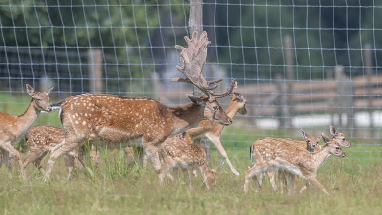 Damwild | © Tintimax-Photography