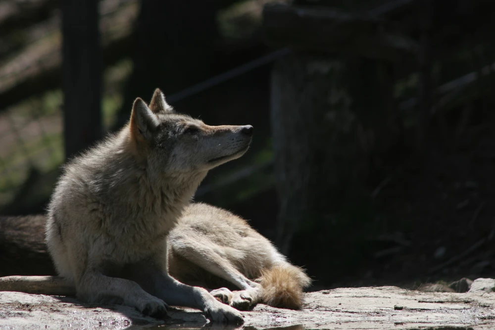1x Wilder Wolf Zoo 41113 Wildpark grau für Wald