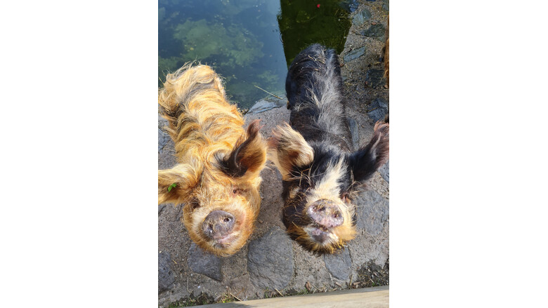 Unsere Minischweine Erna & Anton | © Isabella Lendl