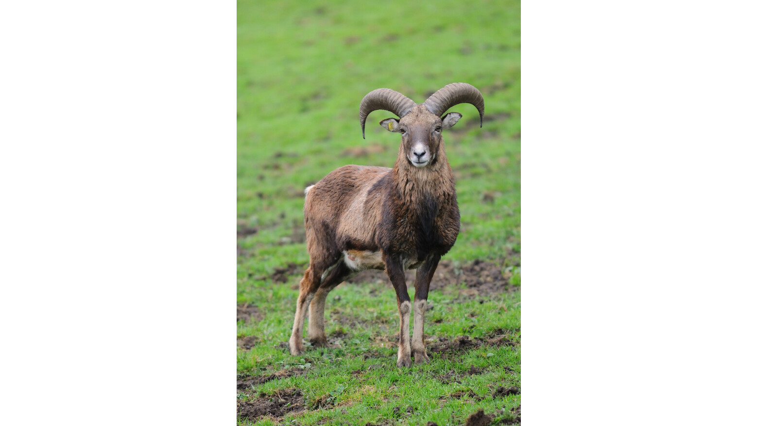 Mufflon : Der Wilde Berg Mautern