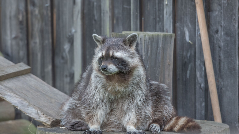 Der Waschbär beobachtet unsere Besucher. | © Tintimax-Photography Der Waschbär beobachtet unsere Besucher. | © Tintimax-Photography