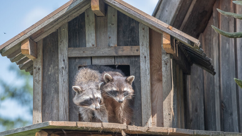 Die Waschbärhütte | © Tintimax-Photography Die Waschbärhütte | © Tintimax-Photography