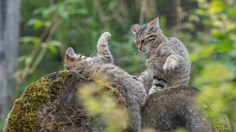 Unsere Wildkatzen-Kinder beim Spielen. | © Tintimax-Photography Unsere Wildkatzen-Kinder beim Spielen. | © Tintimax-Photography