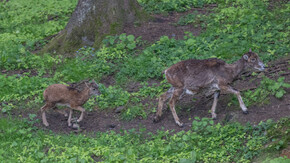 Familienausflug am Wilden Berg | © Tintimax-Photography