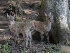 Steinbock-Kitze | © Tintimax-Photography