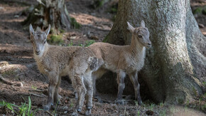 Steinbock-Kitze | © Tintimax-Photography