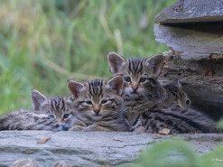 Wildkatzen-Vierlinge am Wilden Berg | © Werner Pleiner