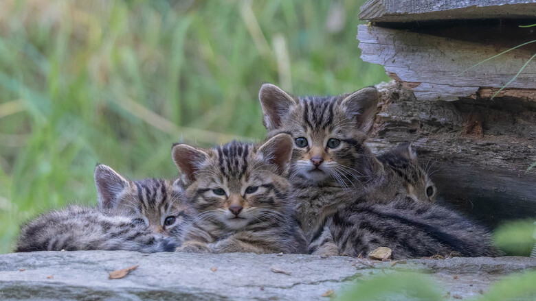 Wildkatzen-Vierlinge am Wilden Berg | © Werner Pleiner