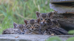 Wildkatzen-Vierlinge am Wilden Berg | © Werner Pleiner
