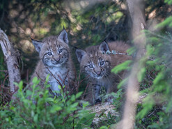 Luchs-Zwillinge | © Tintimax-Photography
