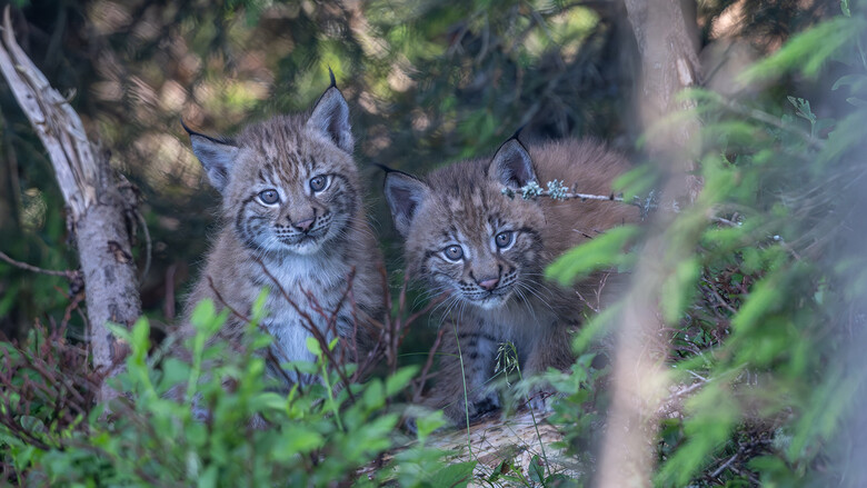Luchs-Zwillinge | © Tintimax-Photography