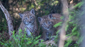 Luchs-Zwillinge | © Tintimax-Photography