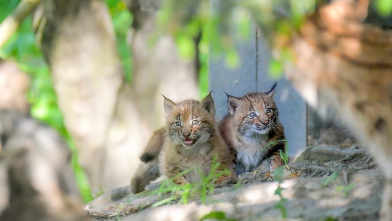 Tierischer Nachwuchs Am Wilden Berg